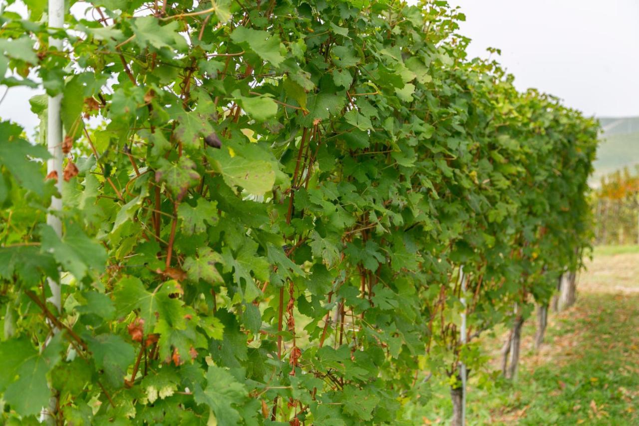 Ca Trifolera Barbaresco: Romantic Wine Estate in Langhe Exterior photo