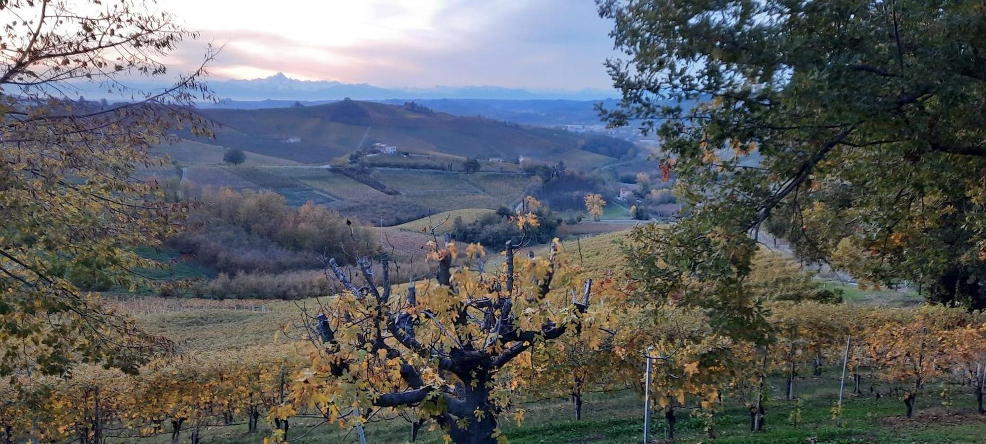 Ca Trifolera Barbaresco: Romantic Wine Estate in Langhe Exterior photo